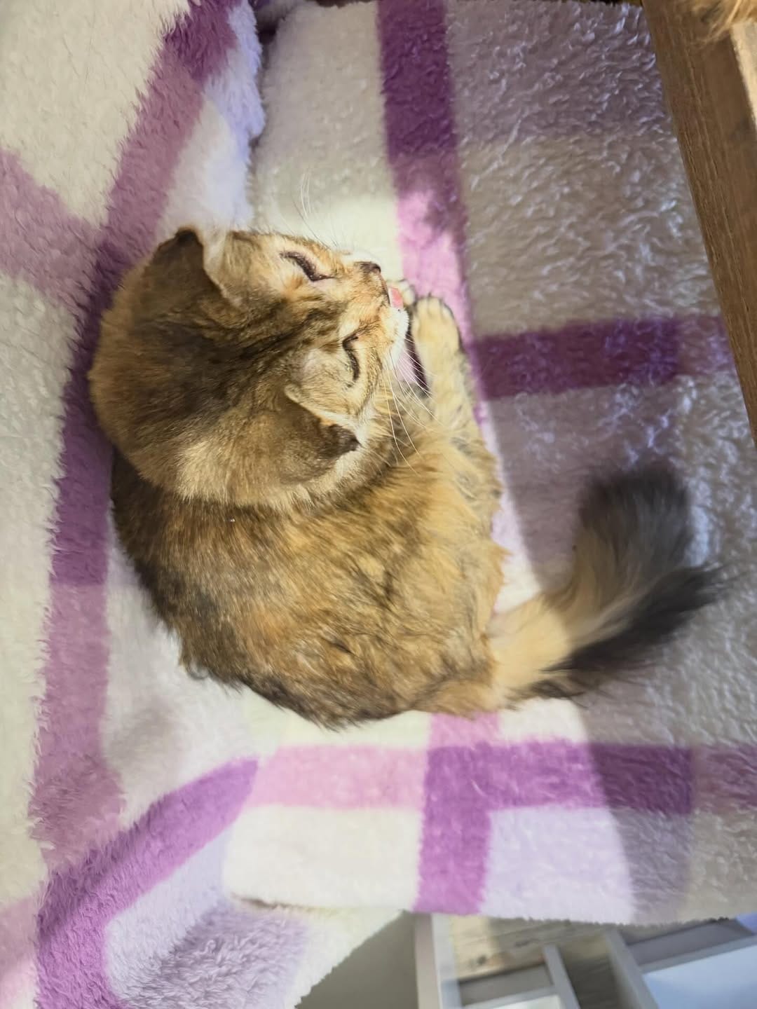 Post 8 by The Sweetest Meow on Instagram (carousel)