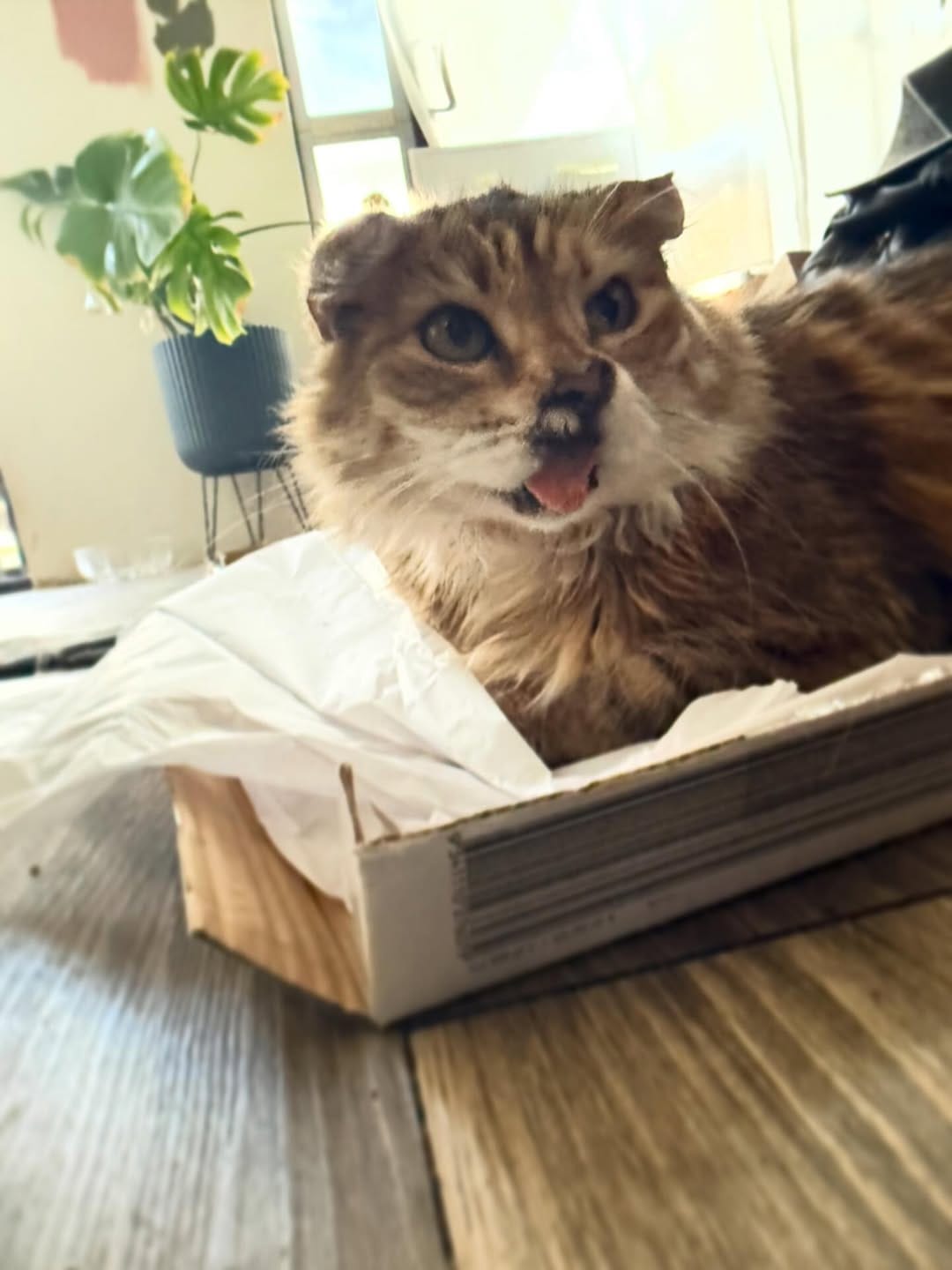 Post 1 by The Sweetest Meow on Instagram (carousel)