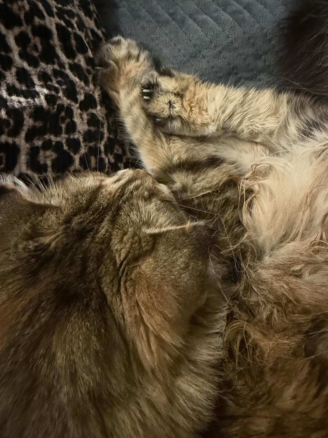 Post 5 by The Sweetest Meow on Instagram (image)