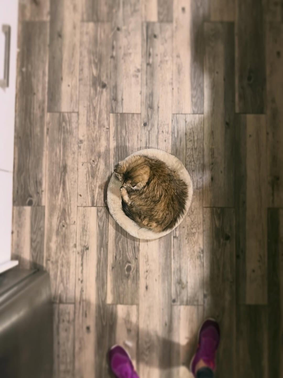 Post 4 by The Sweetest Meow on Instagram (image)