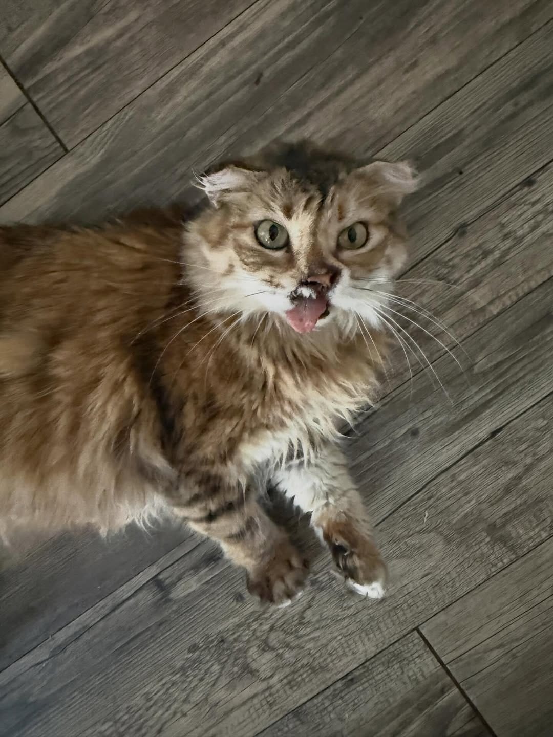 Post 2 by The Sweetest Meow on Instagram (image)
