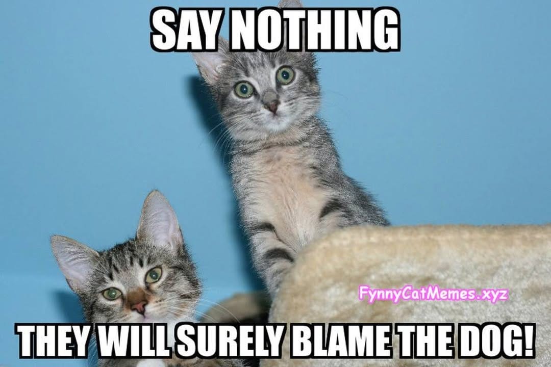 Post 6 by Paws for Cats on Instagram (image)
