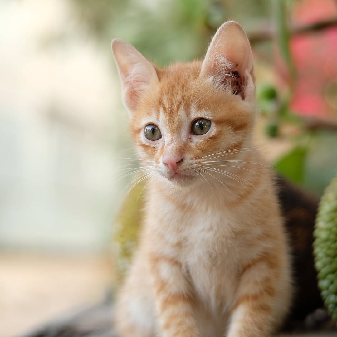Post 2 by Paws for Cats on Instagram (image)
