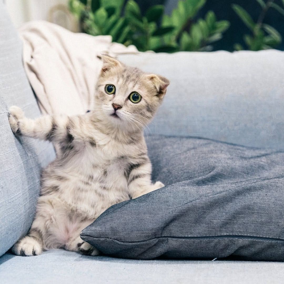 Post 1 by Paws for Cats on Instagram (image)
