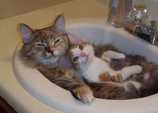 Post 9 by Paws for Cats on Instagram (image)