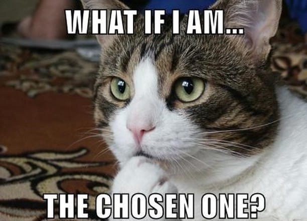 Post 8 by Paws for Cats on Instagram (image)