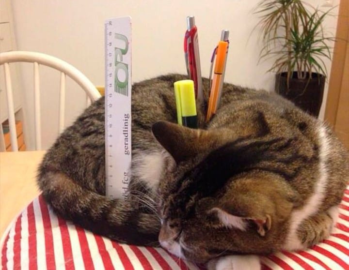 Post 4 by Paws for Cats on Instagram (image)