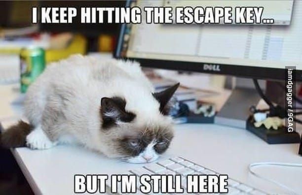 Post 5 by Paws for Cats on Instagram (image)