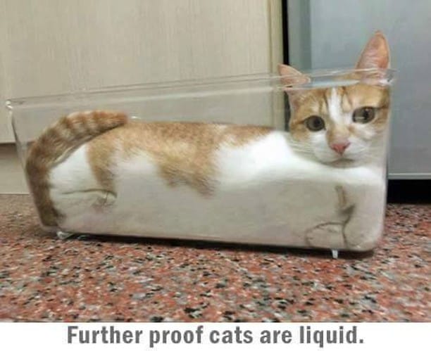 Post 10 by Paws for Cats on Instagram (image)