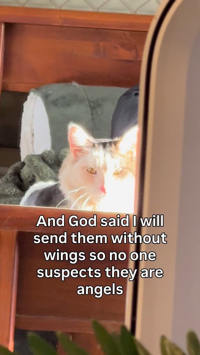 Post 3 by Cat Lady on Instagram (video)