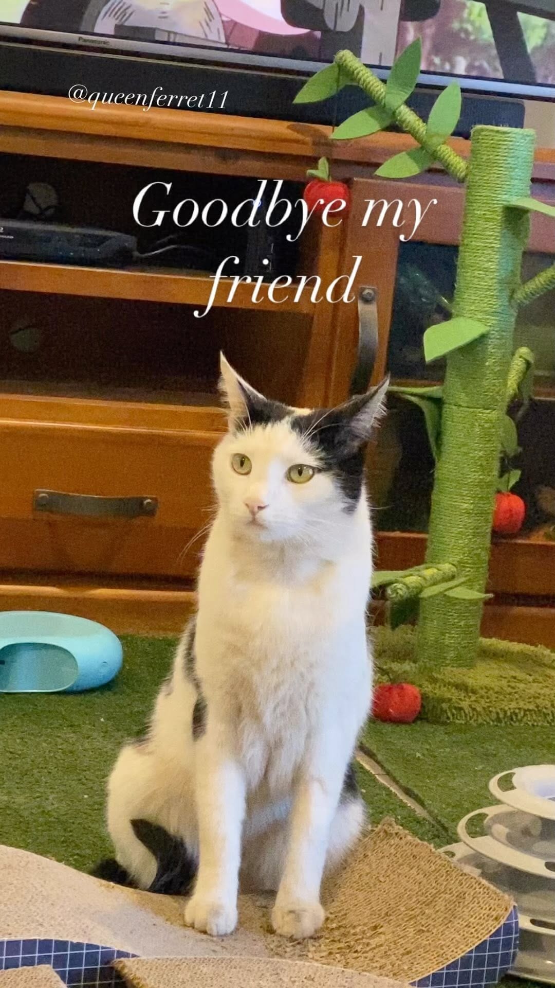 Post 10 by Cat Lady on Instagram (video)