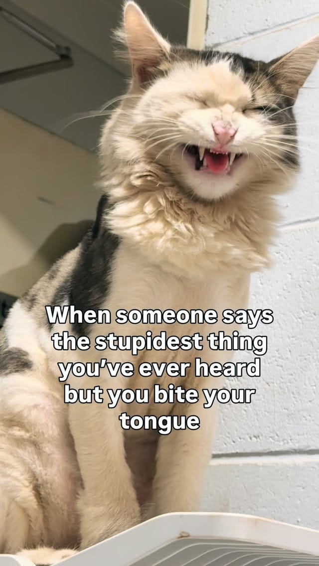Post 7 by Cat Lady on Instagram (video)