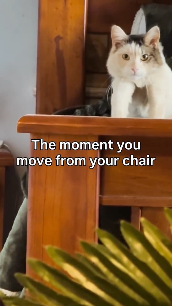 Post 5 by Cat Lady on Instagram (video)
