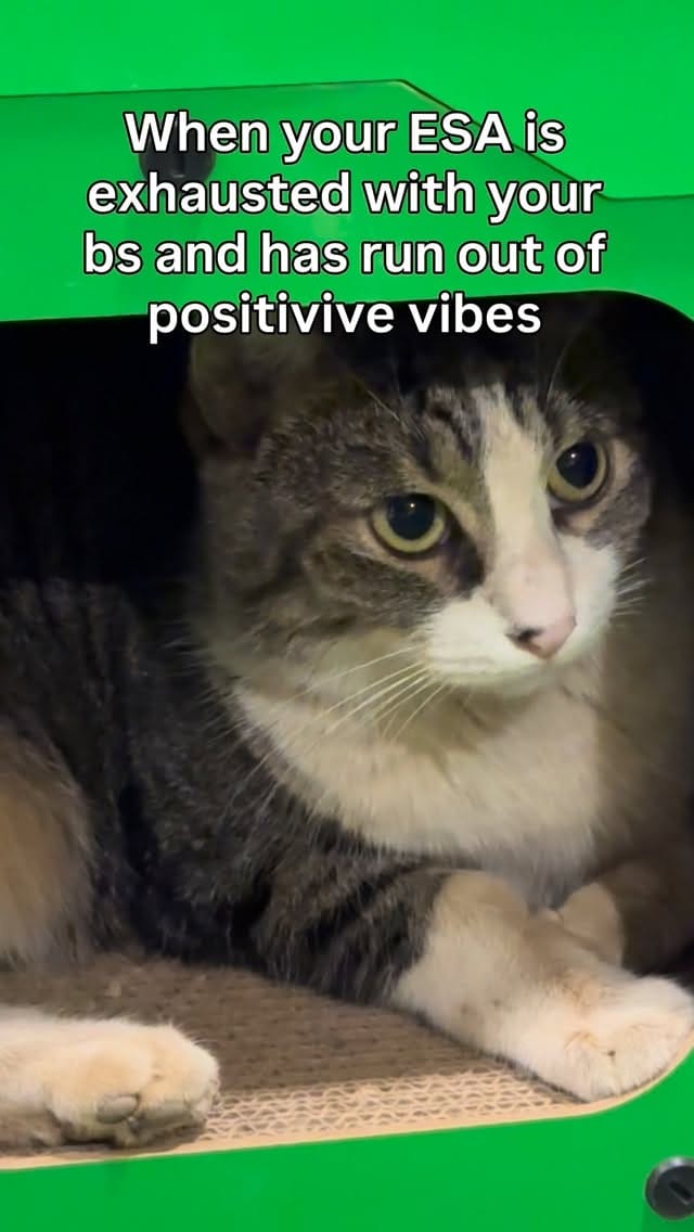 Post 2 by Cat Lady on Instagram (video)