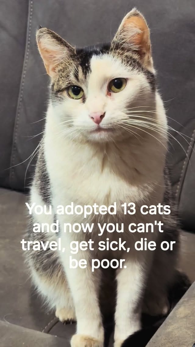 Post 6 by Cat Lady on Instagram (video)