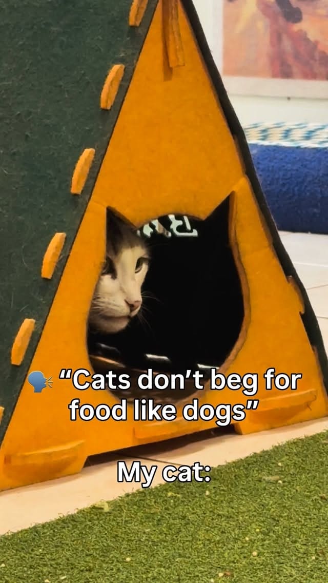 Post 4 by Cat Lady on Instagram (video)