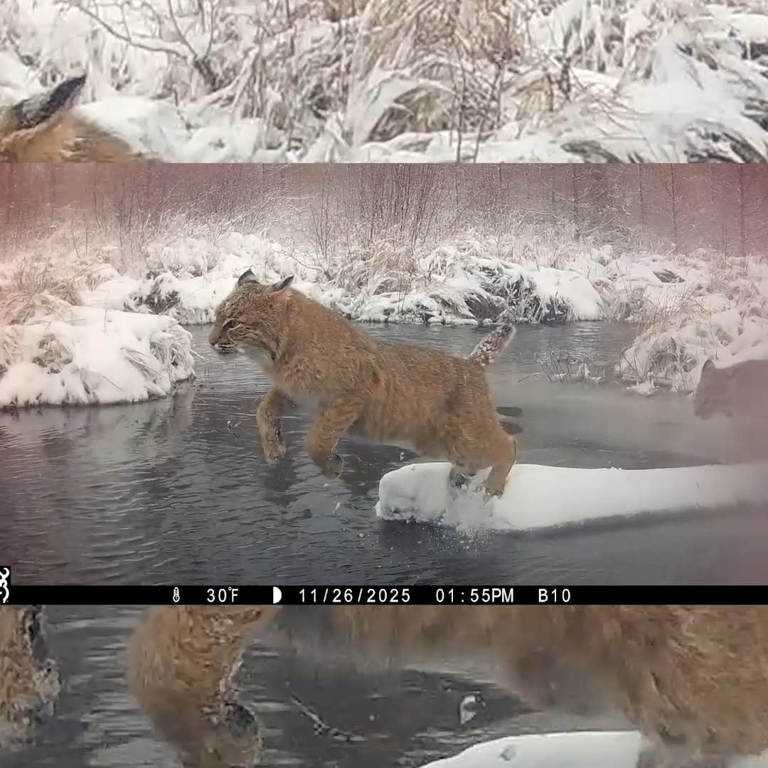 Post 3 by Trailcampro.com on Instagram (video)