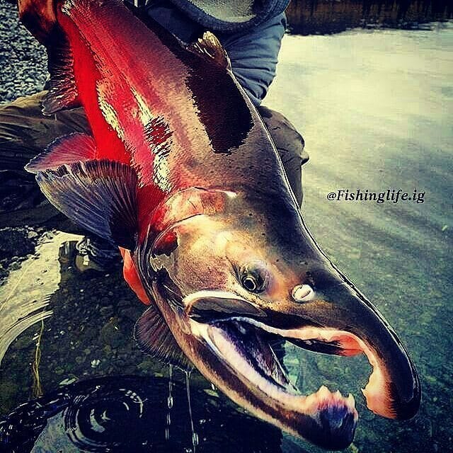 Post 10 by � � Brutal Fishing #1 � � on Instagram (image)