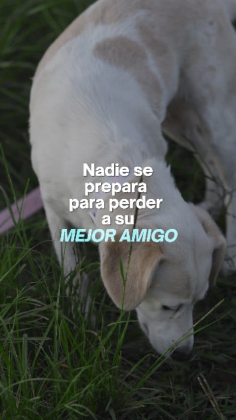 Post 9 by Busca QR on Instagram (video)
