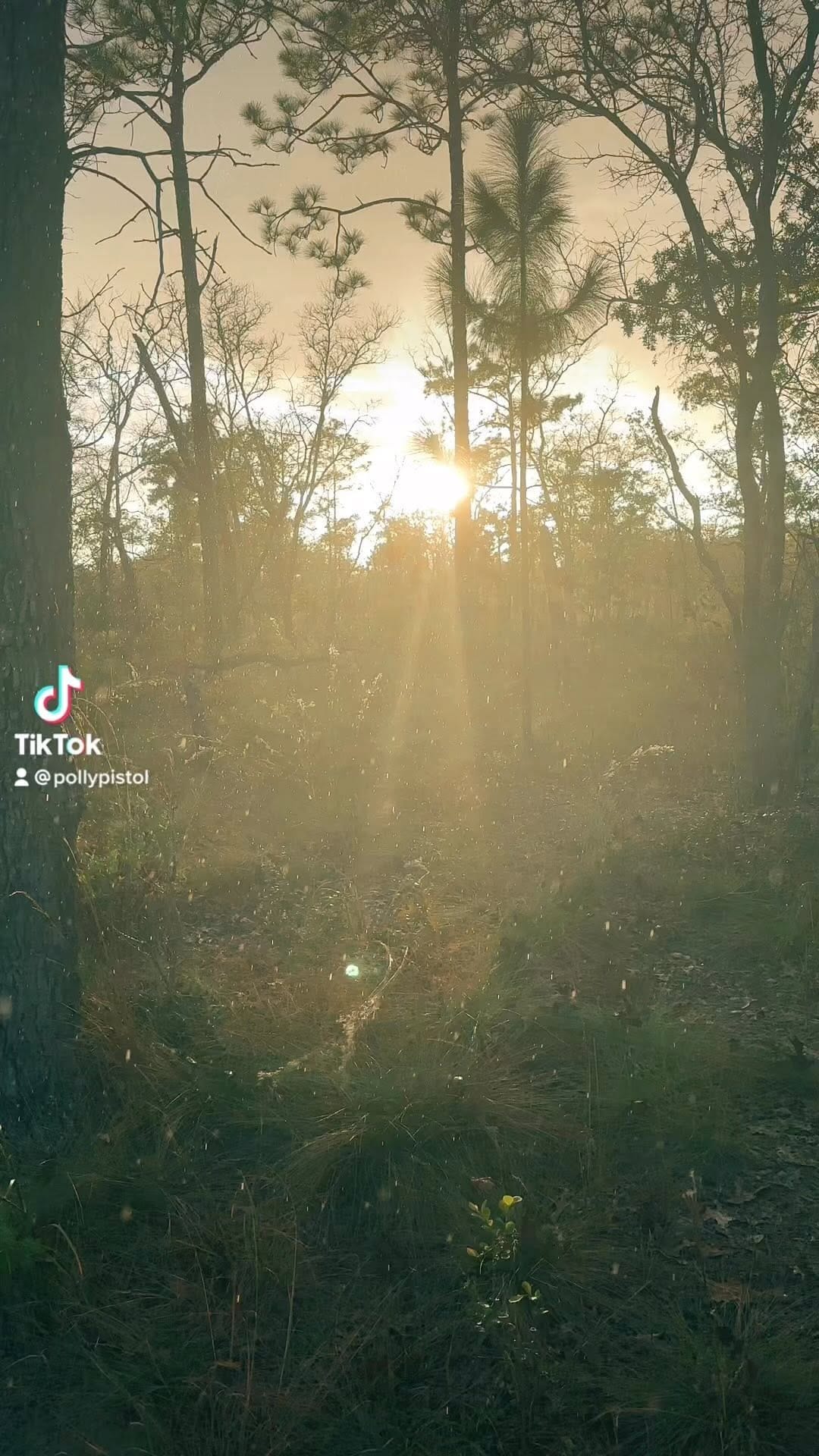 Post 8 by Polly Pistol on Instagram (video)