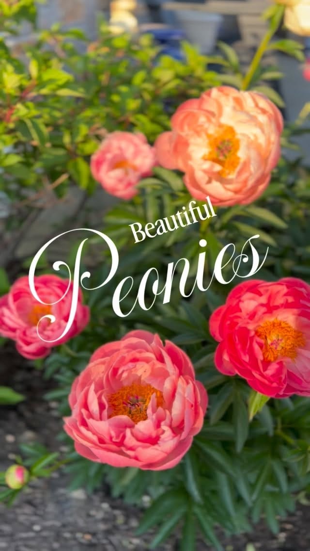 Post 2 by Dr. Sandy Rhee on Instagram (video)