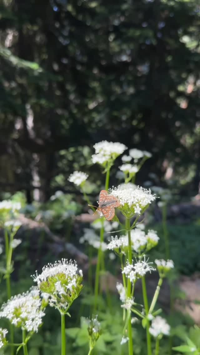 Post 6 by Alpine Lakes High Camp on Instagram (video)