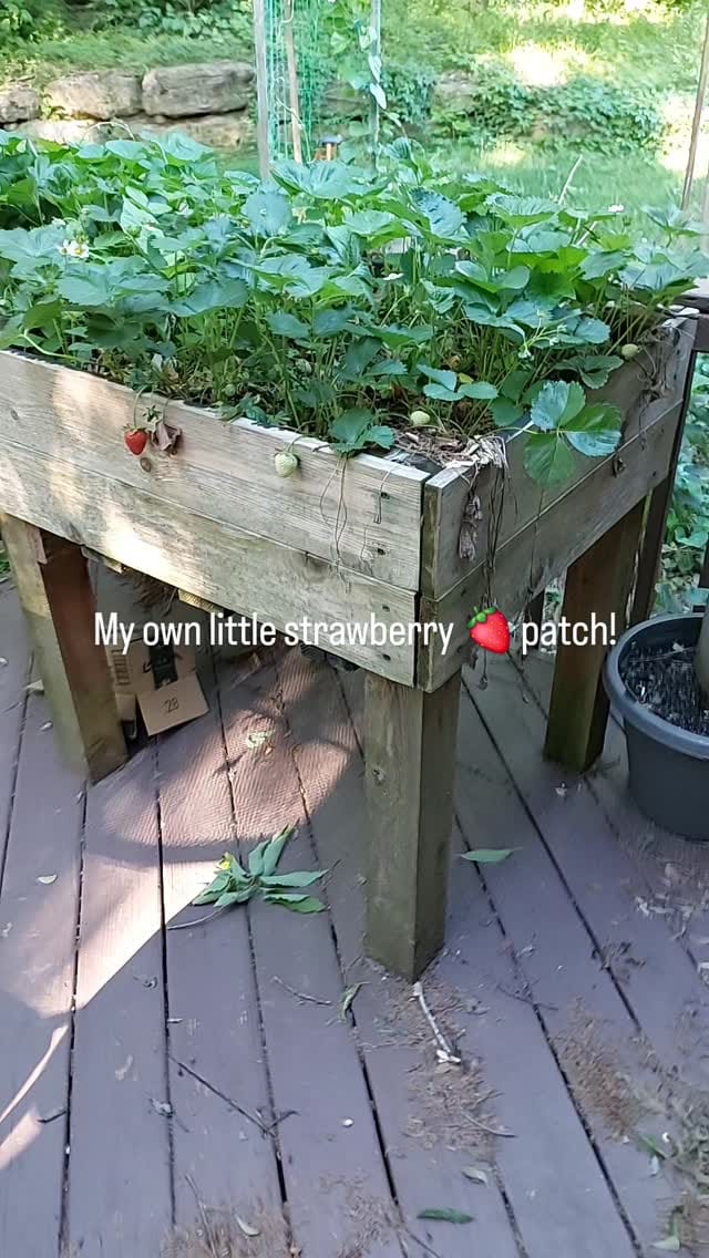 Post 6 by Scarlet - Family Focus Blog on Instagram (video)