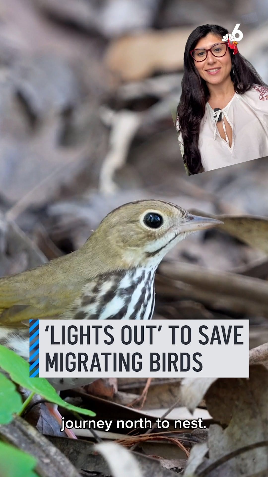 Post 9 by Tropical Audubon Society on Instagram (video)