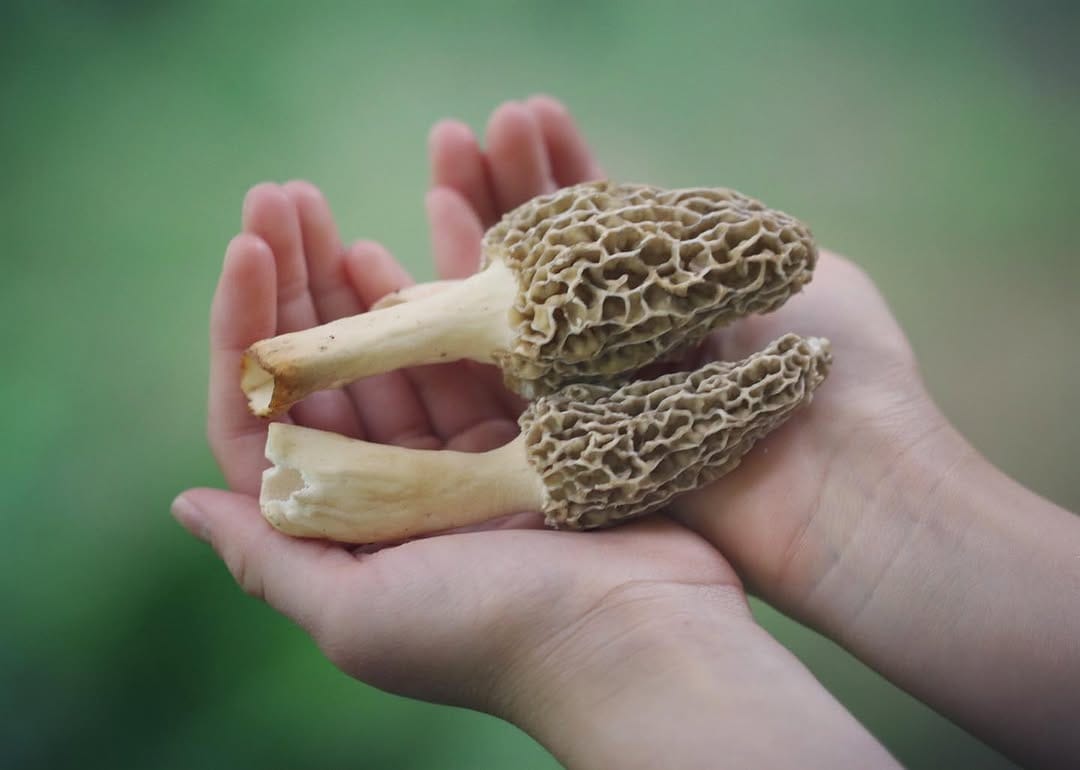 Post 10 by The Mushroom Forager, LLC on Instagram (image)