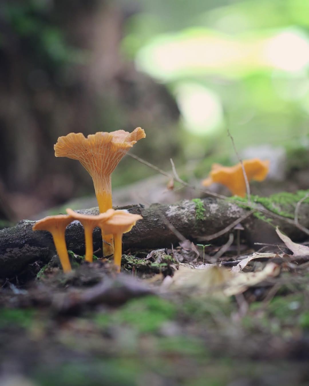 Post 7 by The Mushroom Forager, LLC on Instagram (image)