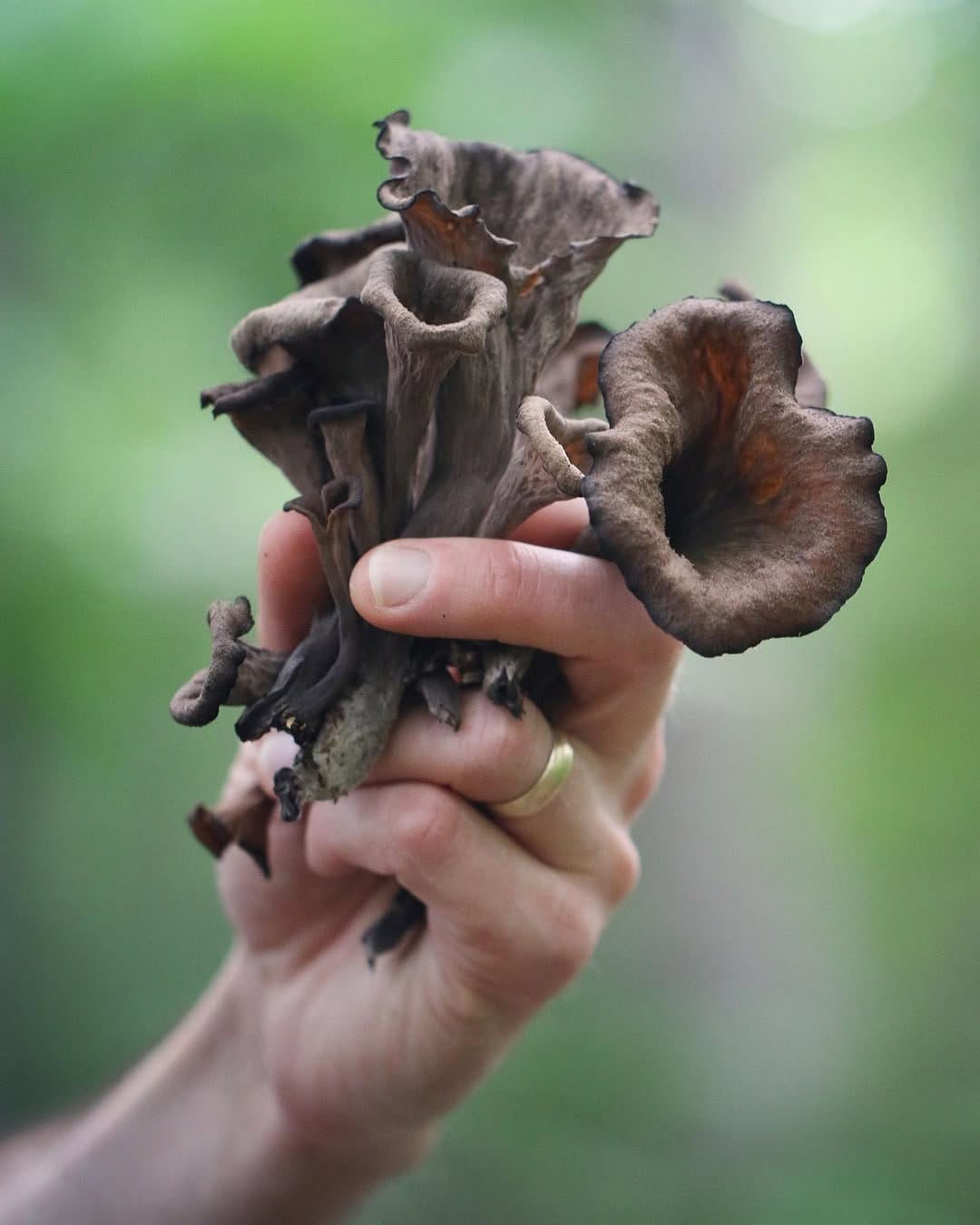 Post 8 by The Mushroom Forager, LLC on Instagram (image)