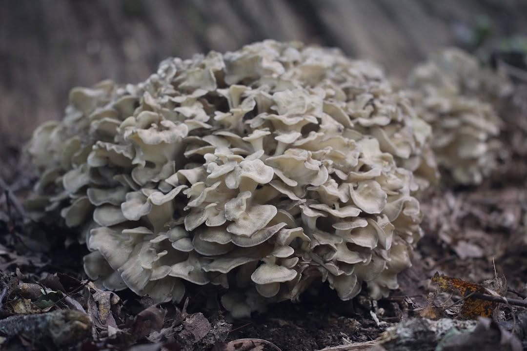 Post 5 by The Mushroom Forager, LLC on Instagram (image)