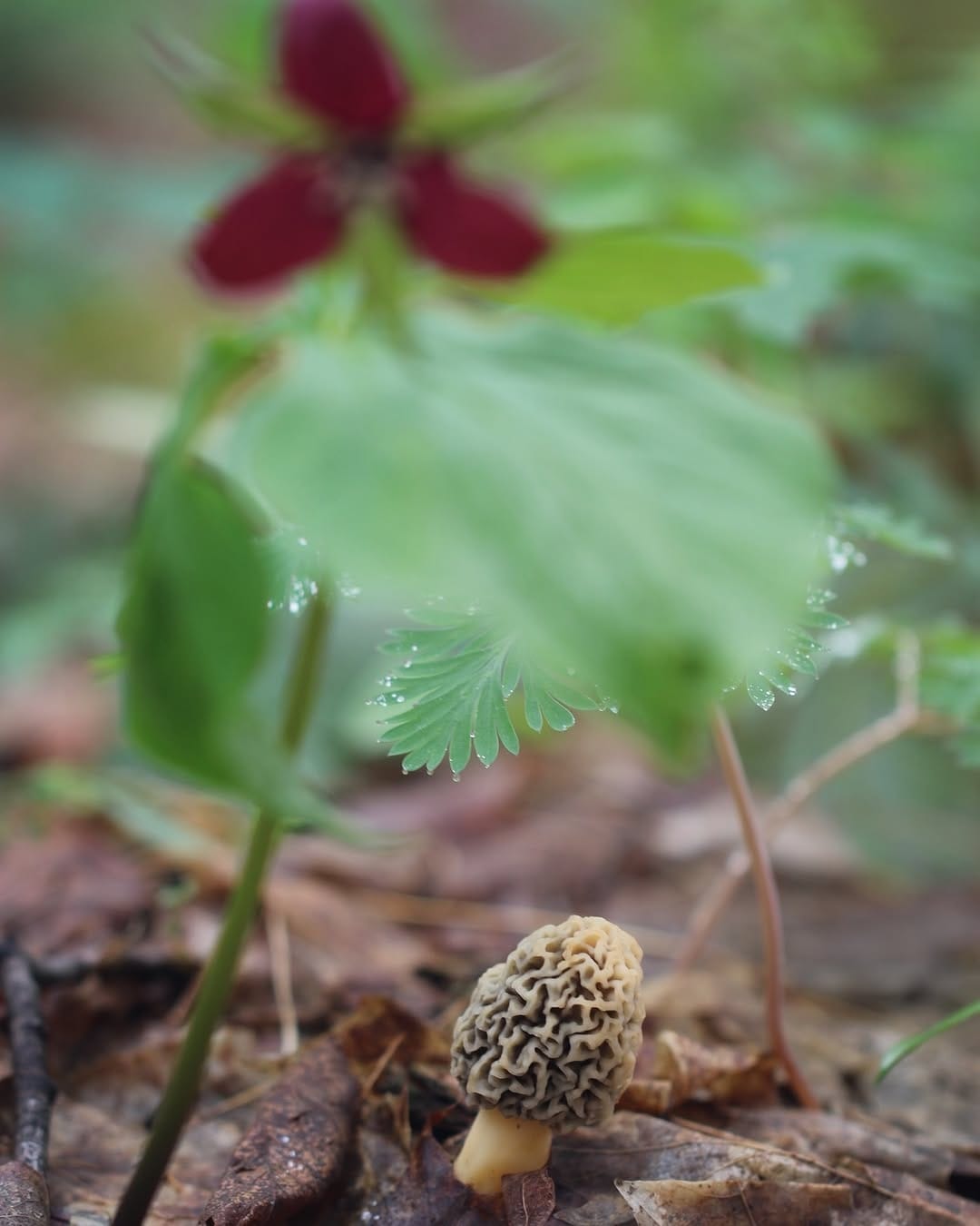 Post 2 by The Mushroom Forager, LLC on Instagram (image)