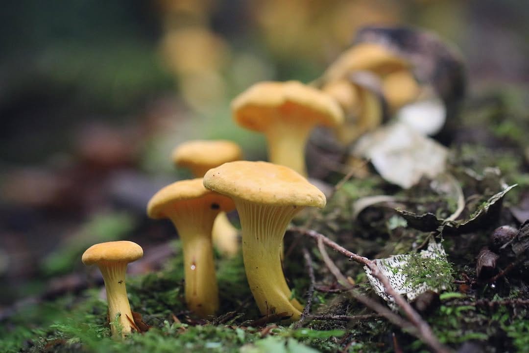 Post 9 by The Mushroom Forager, LLC on Instagram (image)