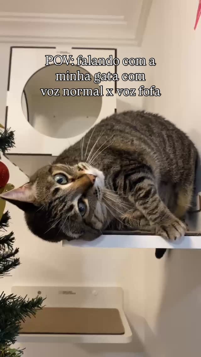 Post 6 by Mais Gato Do Que Nunca on Instagram (video)