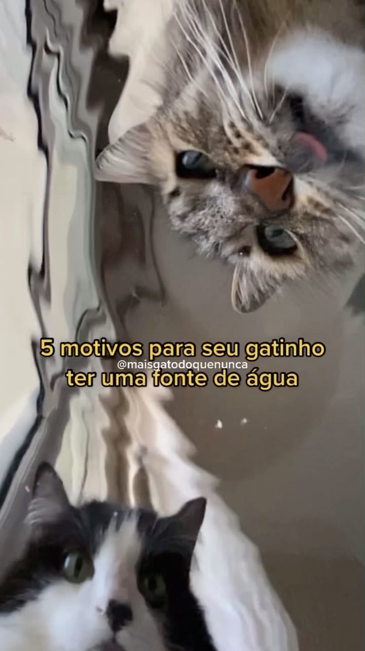 Post 9 by Mais Gato Do Que Nunca on Instagram (video)