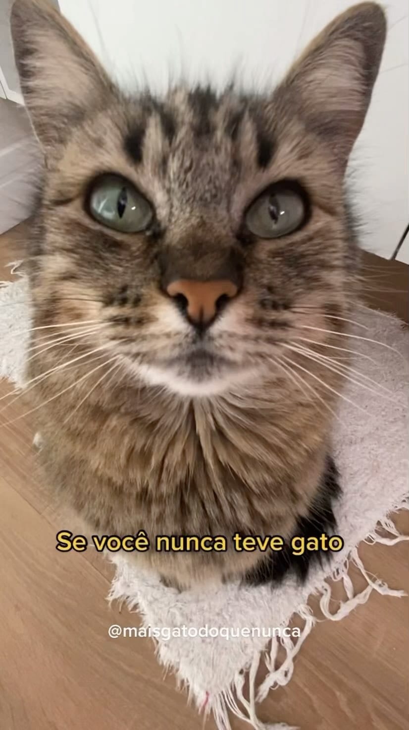 Post 10 by Mais Gato Do Que Nunca on Instagram (video)