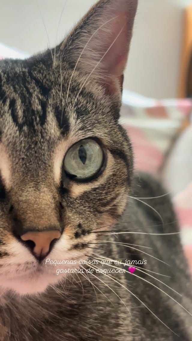 Post 1 by Mais Gato Do Que Nunca on Instagram (video)