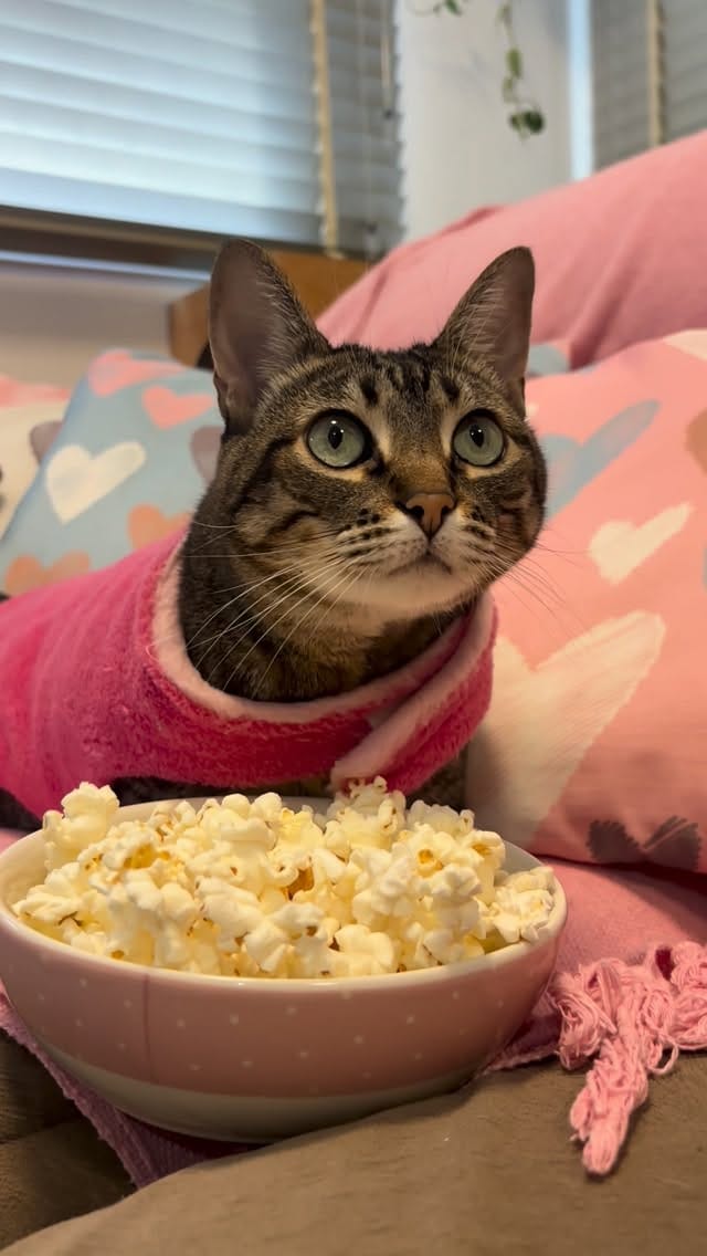 Post 5 by Mais Gato Do Que Nunca on Instagram (video)