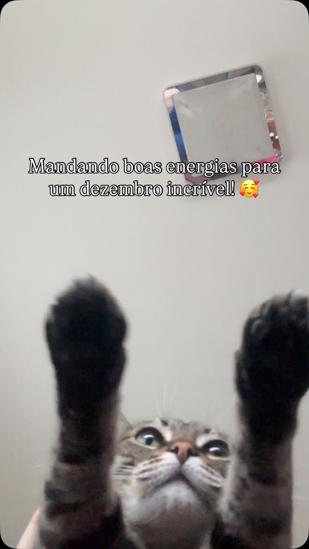 Post 7 by Mais Gato Do Que Nunca on Instagram (video)
