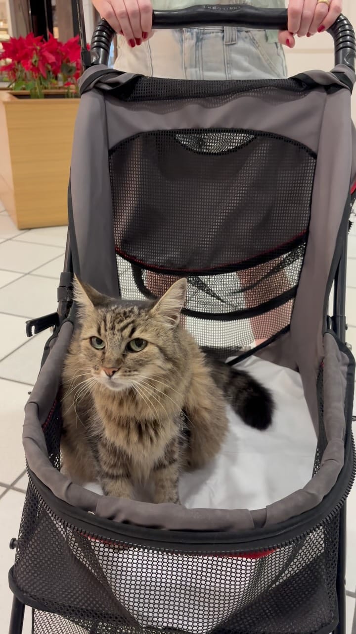 Post 3 by Mais Gato Do Que Nunca on Instagram (video)