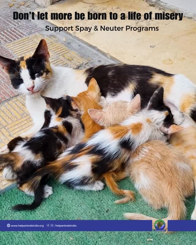Post 6 by Help Animals India on Instagram (video)