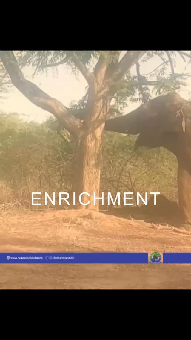 Post 5 by Help Animals India on Instagram (video)