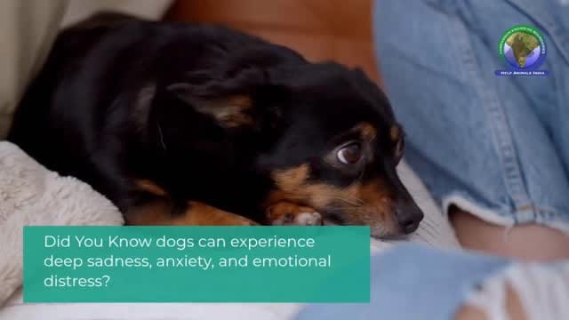 Post 9 by Help Animals India on Instagram (video)