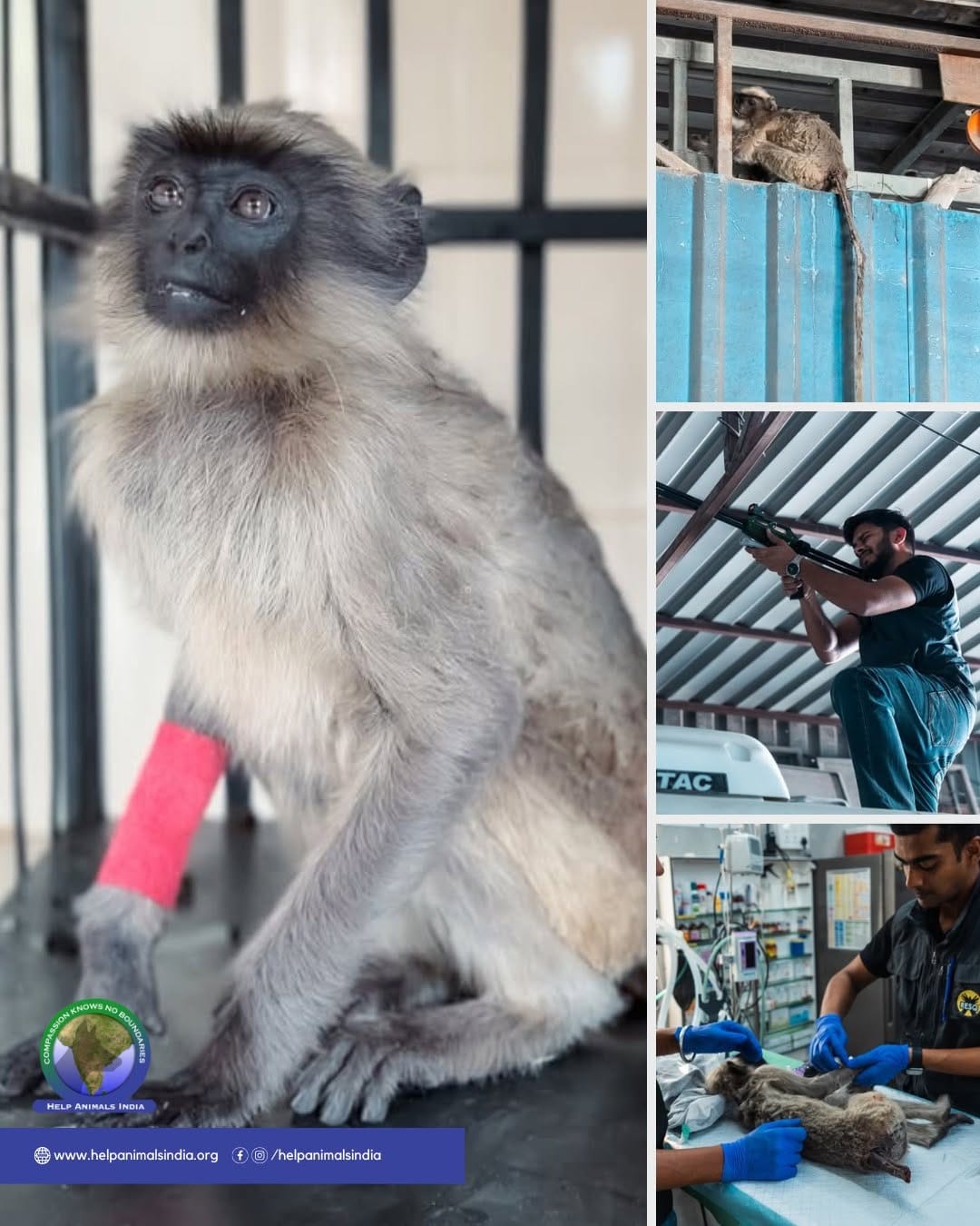 Post 1 by Help Animals India on Instagram (image)