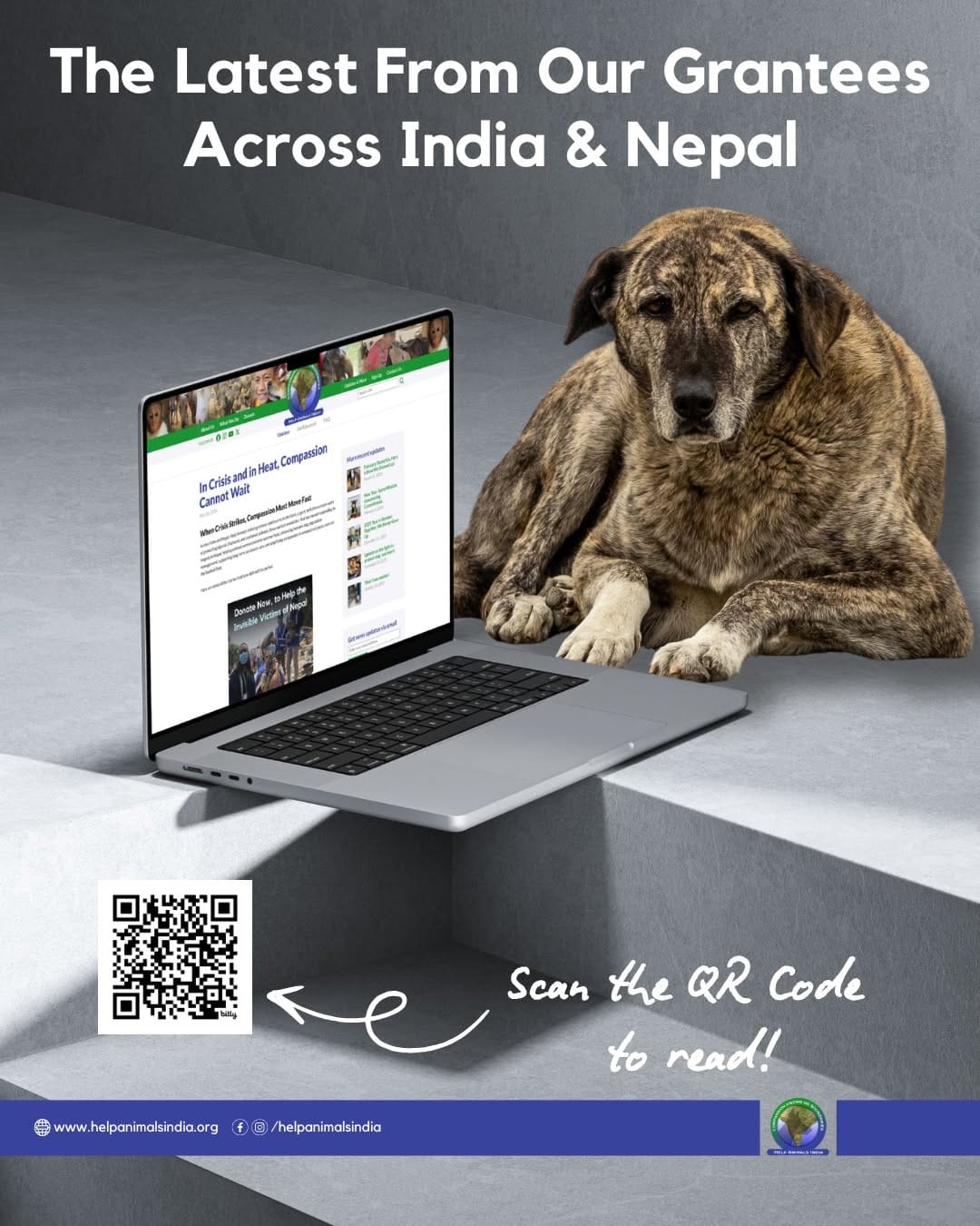 Post 3 by Help Animals India on Instagram (image)