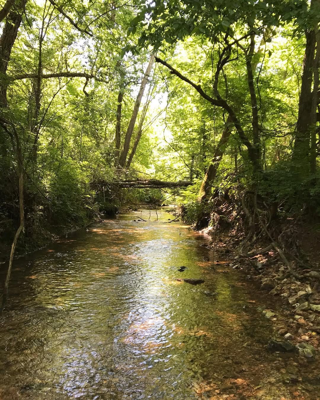 Post 9 by Team Springdale on Instagram (image)