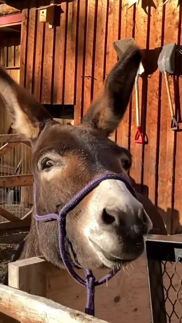 Post 5 by Ferenc Elekes on Instagram (video)