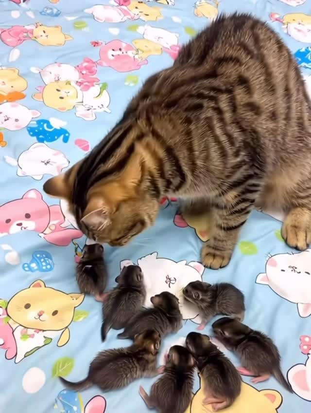 Post 4 by Bashar Daraghmeh on Instagram (video)