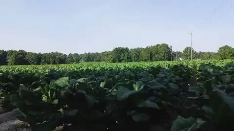 Post 1 by northcarolina_farming on Instagram (video)